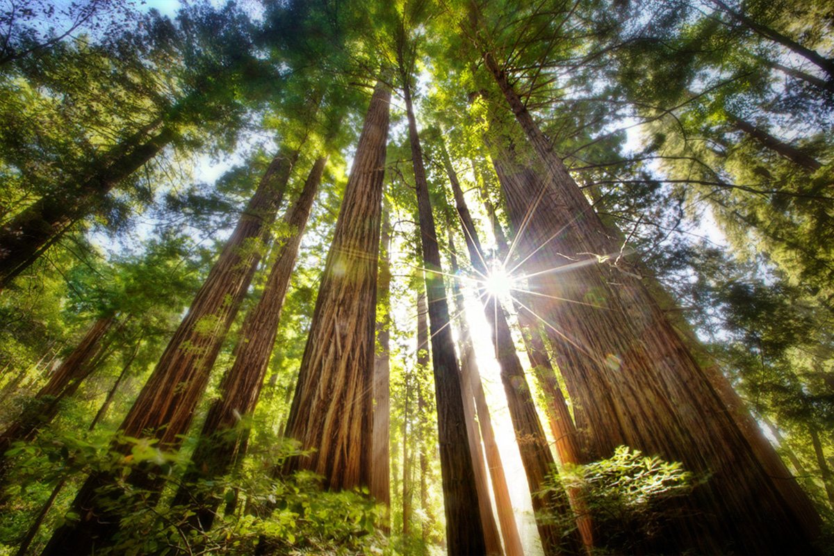 redwoods trees